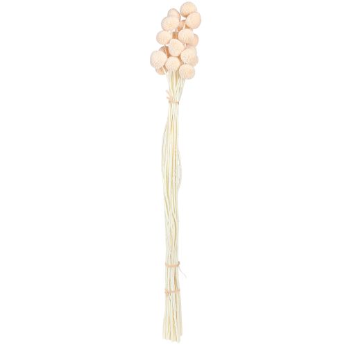 Artikel Craspedia geverfde Drumsticks Perzik 50-55cm 20st
