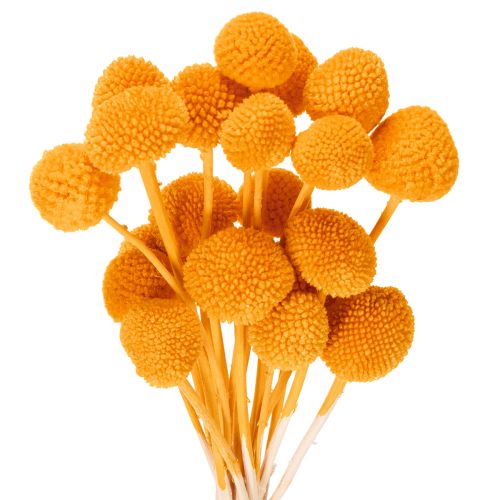 Boeket gedroogde Craspedia-bloemen, 55 cm, 20 stuks