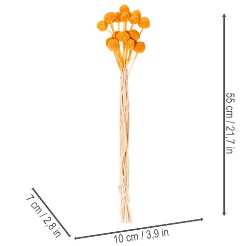 Boeket gedroogde Craspedia-bloemen, 55 cm, 20 stuks | Floristik24.nl