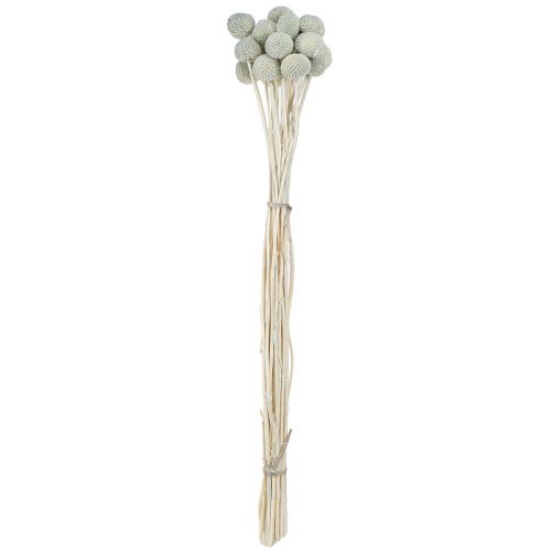 Artikel Craspedia gedroogde drumsticks grijs 50-55cm 20st
