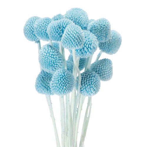 Decoratie met gedroogde Craspedia-bloemen voor in een vaas, minimalistische stijl, langdurige zomerdecoratie, 55 cm, 20 stuks