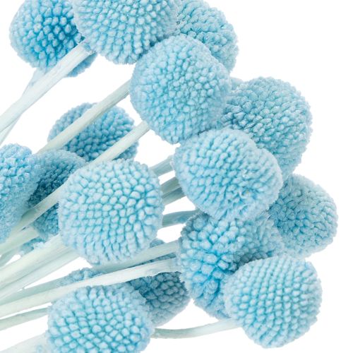 Artikel Decoratie met gedroogde Craspedia-bloemen voor in een vaas, minimalistische stijl, langdurige zomerdecoratie, 55 cm, 20 stuks