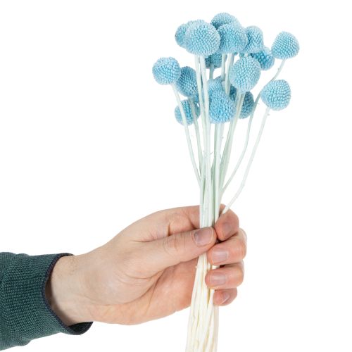 Artikel Decoratie met gedroogde Craspedia-bloemen voor in een vaas, minimalistische stijl, langdurige zomerdecoratie, 55 cm, 20 stuks