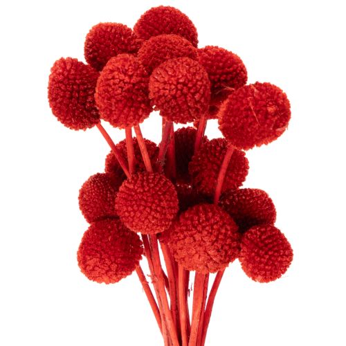 Gedroogde Craspedia-bloemen, geverfd, met lange stelen, 55 cm, 20 stuks kopen | Floristik24.nl