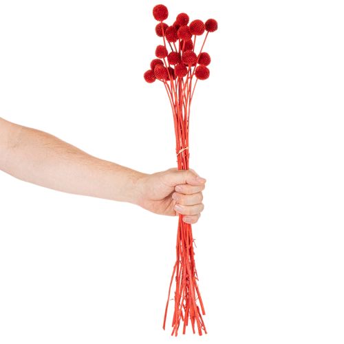 Gedroogde Craspedia-bloemen, geverfd, met lange stelen, 55 cm, 20 stuks | Floristik24.nl