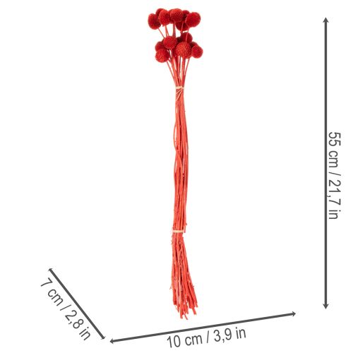 Gedroogde Craspedia-bloemen, geverfd, met lange stelen, 55 cm, 20 stuks | Floristik24.nl
