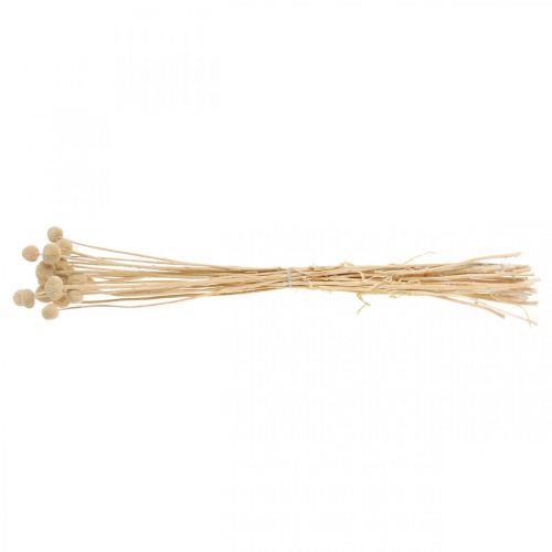 Artikel Craspedia gedroogde room drumsticks droge bloemisterij 20 st