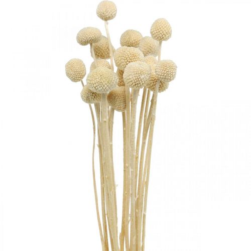 Floristik24 Craspedia gedroogde room drumsticks droge bloemisterij 20 st