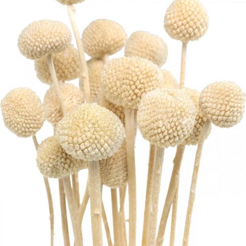 Artikel Craspedia gedroogde room drumsticks droge bloemisterij 20 st