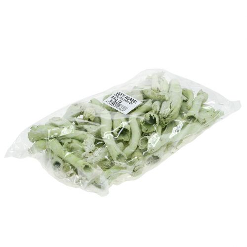 Artikel Cupy Roots, Pepe Cone Lichtgroen, Wit Gewassen 350g