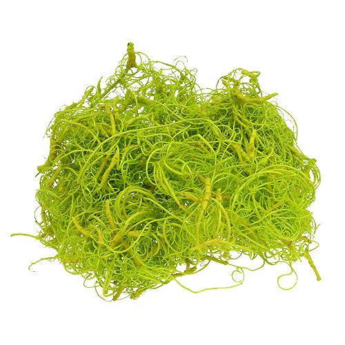 Floristik24 Krullend mos lichtgroen 350g