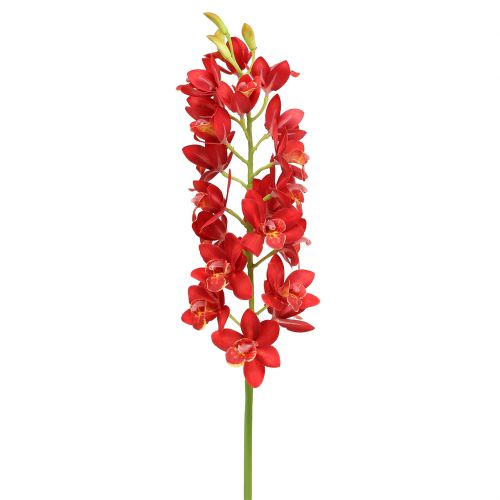 Floristik24 Orchidee cymbidium rood 78cm