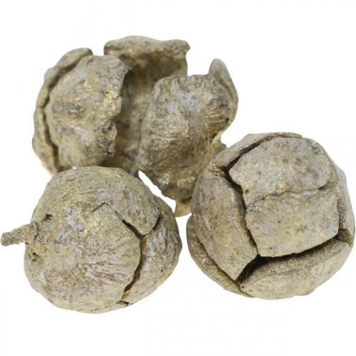 Floristik24 Cypress kegels natuur, kerstversiering, vergulde ambachtelijke kegels Ø2–3cm H2.5–3.5g 330g
