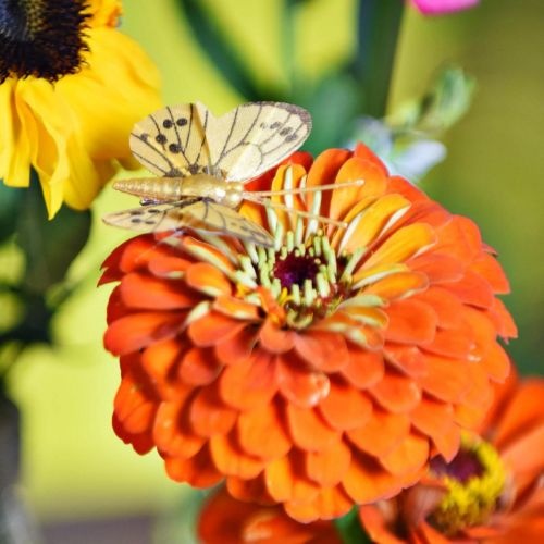 Floristik24 Lente vlinder met clip gouden lente decoratie 6cm 10st in een set
