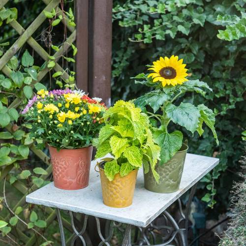 Floristik24 Decoratieve emmer fruit geel, oranje, groen gewassen Ø12.5cm H12cm set van 3