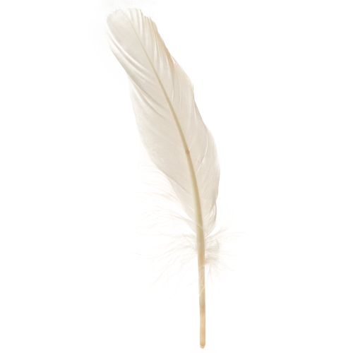Artikel Decoratieve veren echte vogelveren champagne 20g