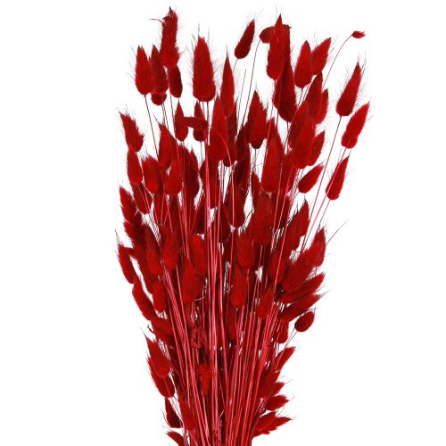 Floristik24 Decoratief Gras Rode Lagurus Gedroogde Bloemen Konijnenstaartgras 50g