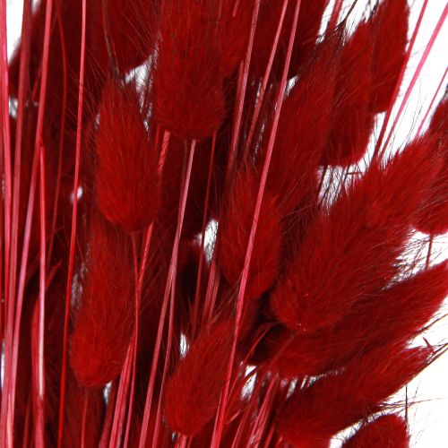 Floristik24 Decoratief Gras Rode Lagurus Gedroogde Bloemen Konijnenstaartgras 50g