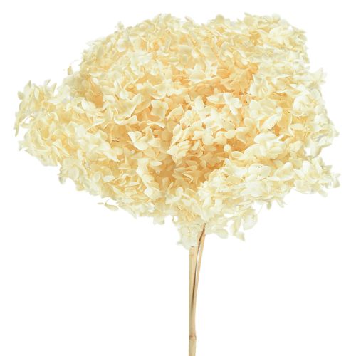 Decoratieve Hortensia Crème Echte Bloem Geconserveerd Ø20cm 1 st