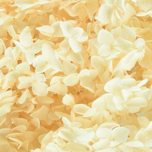 Artikel Decoratieve Hortensia Crème Echte Bloem Geconserveerd Ø20cm 1 st