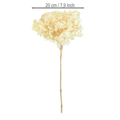 Artikel Decoratieve Hortensia Crème Echte Bloem Geconserveerd Ø20cm 1 st