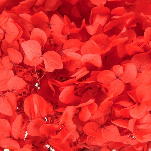 Artikel Decoratieve Hortensia Geconserveerde Gedroogde Bloem Rood Ø20cm 1 st