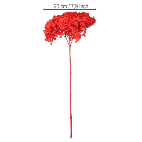 Artikel Decoratieve Hortensia Geconserveerde Gedroogde Bloem Rood Ø20cm 1 st