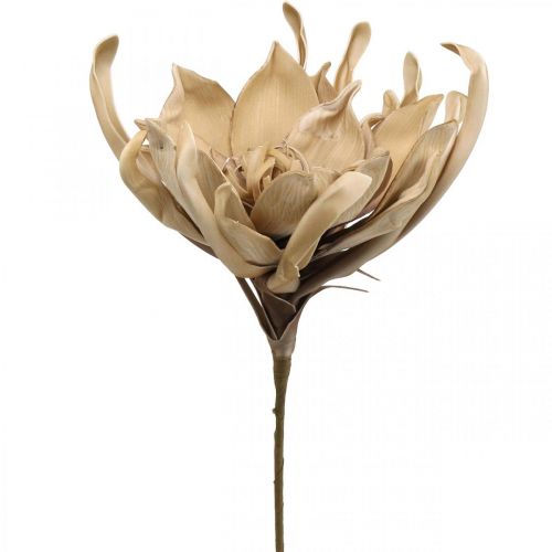 Floristik24 Deco lotusbloem kunst lotusbloem kunstbloem beige L68cm