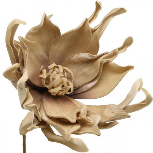 Floristik24 Deco lotusbloem kunst lotusbloem kunstbloem beige L68cm