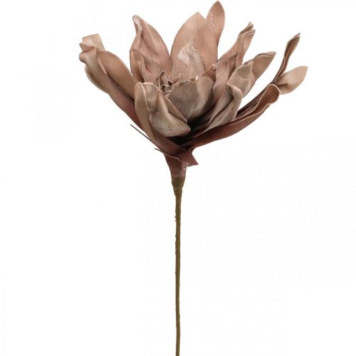 Peave pint Yoghurt Floristik24.nl Deco lotusbloem kunst lotusbloem kunstbloem bruin L68cm -  goedkoop online kopen