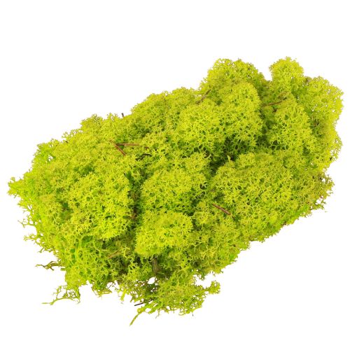 Artikel Deco mos lichtgroen rendiermos geconserveerd 400g