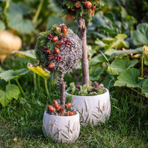 Decoratief mos – echt mos en korstmos voor bloemstukken 250g | Floristik24.nl