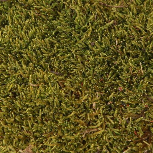 Artikel Decoratief mos voor het maken van lichtgroen natuurlijk mos geconserveerd 150g