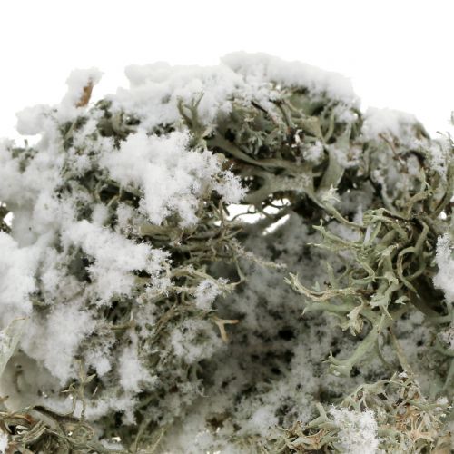 Floristik24 Decoratief mosgrijs besneeuwd 500g