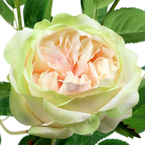 Floristik24 Decoratie roos creme-roze Ø10cm 52cm 3st