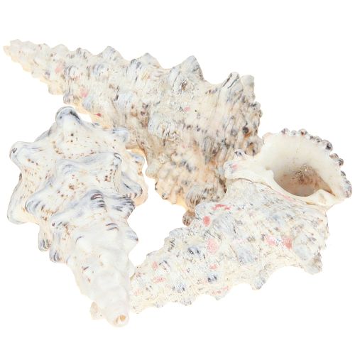 Floristik24 Decoratieve slakkenhuizen zwart wit, schelp natuurlijke decoratie 1kg