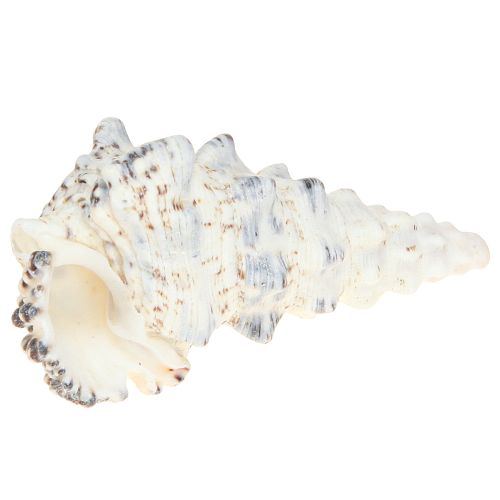Floristik24 Decoratieve slakkenhuizen zwart wit, schelp natuurlijke decoratie 1kg