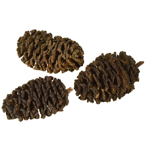 Artikel Decoratieve kegels elzen kegels natuur ter decoratie 3-4cm 200g