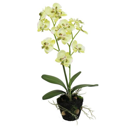 Floristik24 Mini orchidee lichtgroen met bol 30cm