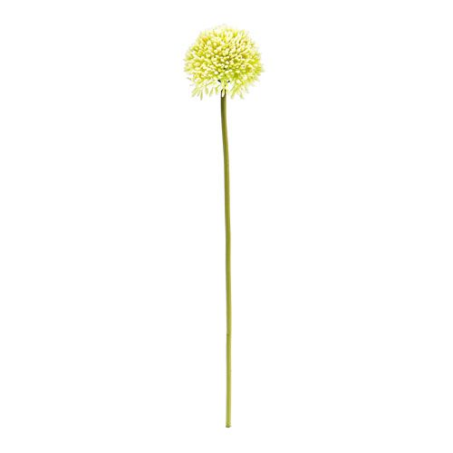 Floristik24 Deco allium creme Ø6.5cm L39cm