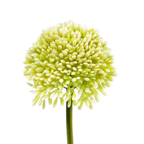 Floristik24 Deco allium creme Ø6.5cm L39cm