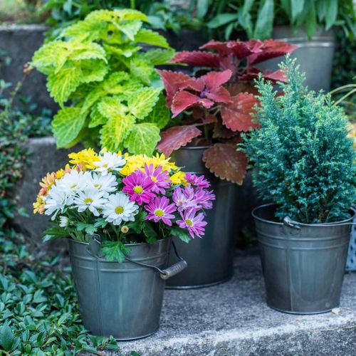 Floristik24 Decoratieve emmer met handvat, tuindecoratie, plantenpot, metalen bak Ø16.5 cm H15 cm