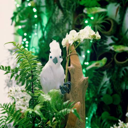 Floristik24 Decoratieve kaketoe met veren wit L30cm