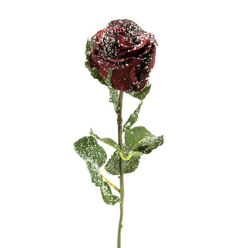 Deco roos snowed rood Ø6cm 6st