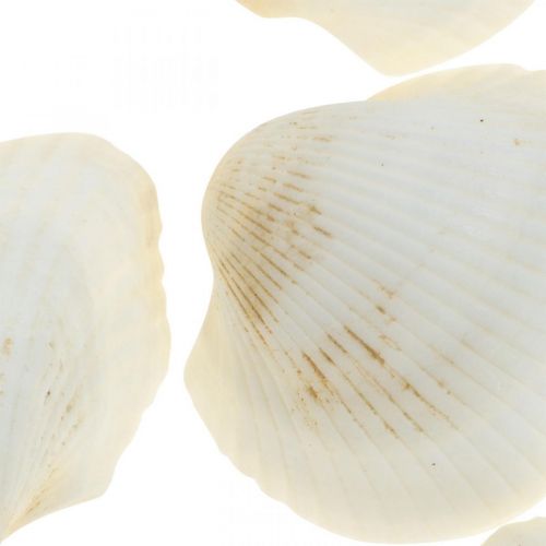 Artikel Deco Schelp Wit Echte schelpen in een raffia net deco maritiem 400g