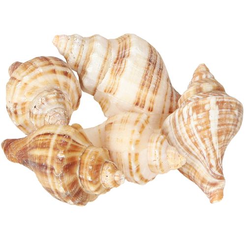 Artikel Schelpen Decoratief Crème Bruin Gestreept 3cm–8cm 300g