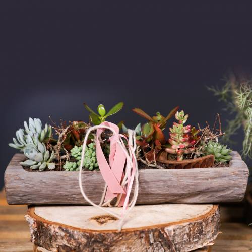 Floristik24 Decoratieve schaal Paulownia hout 37cm x 14cm H7cm