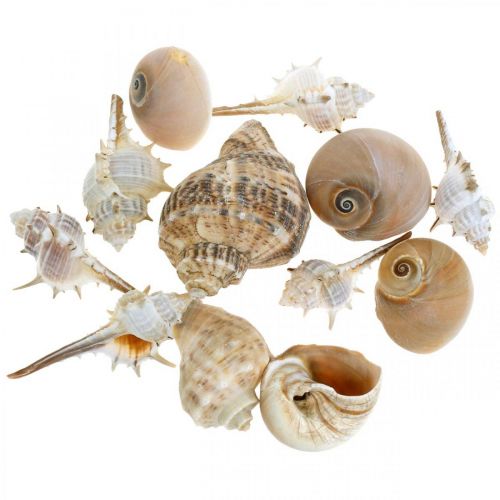 Artikel Decoratieve schelpen en slakkenhuizen leeg wit, naturel decoratief maritiem 350g