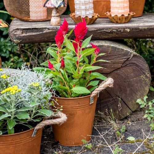Floristik24 Sierpot met handvatten, herfstdecoratie, metalen schaal patina Ø20cm H19cm