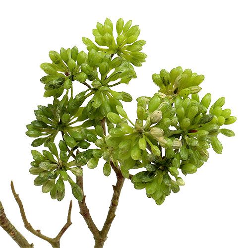 Floristik24 Decoratietak groen 80cm